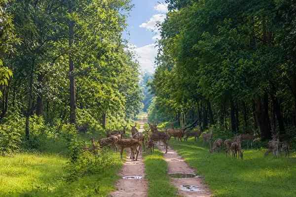 Safaris inside Bhadra forest reserves
