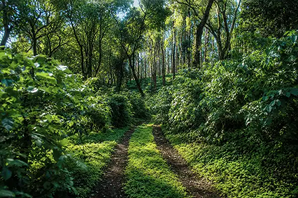 Beautiful coffee plantation paths in Chikmagaluru