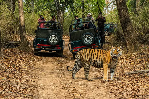Jungle Safari